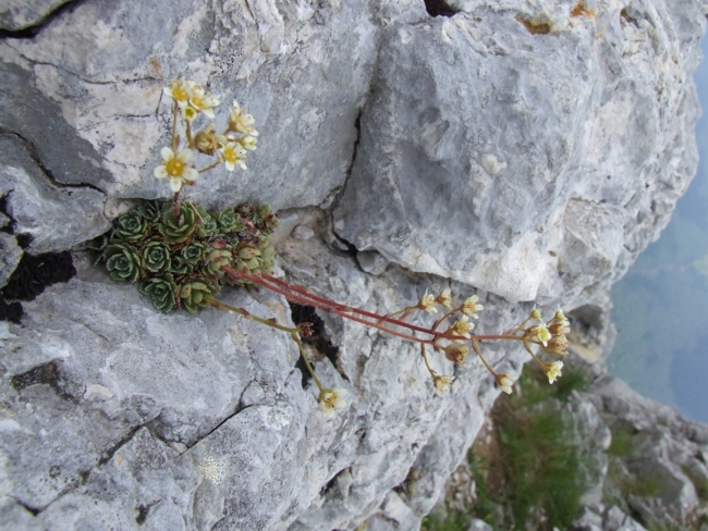 Saxifraga paniculata / Sassifraga delle rocce